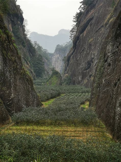 wuyishan tea.